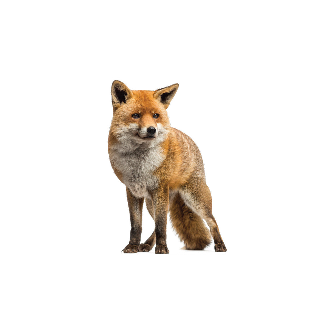 Fox Animal Cardboard Standup