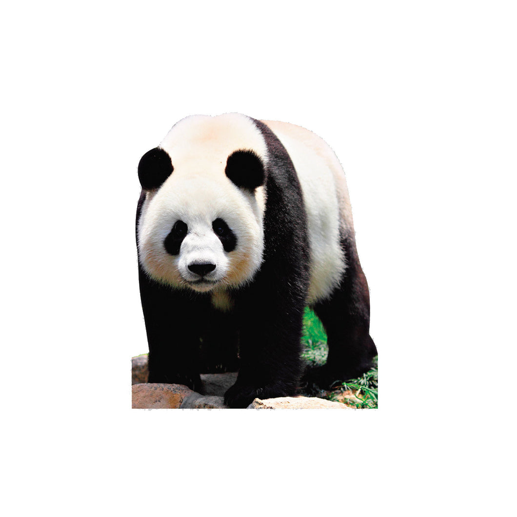 Panda Bear Animal Cardboard standup