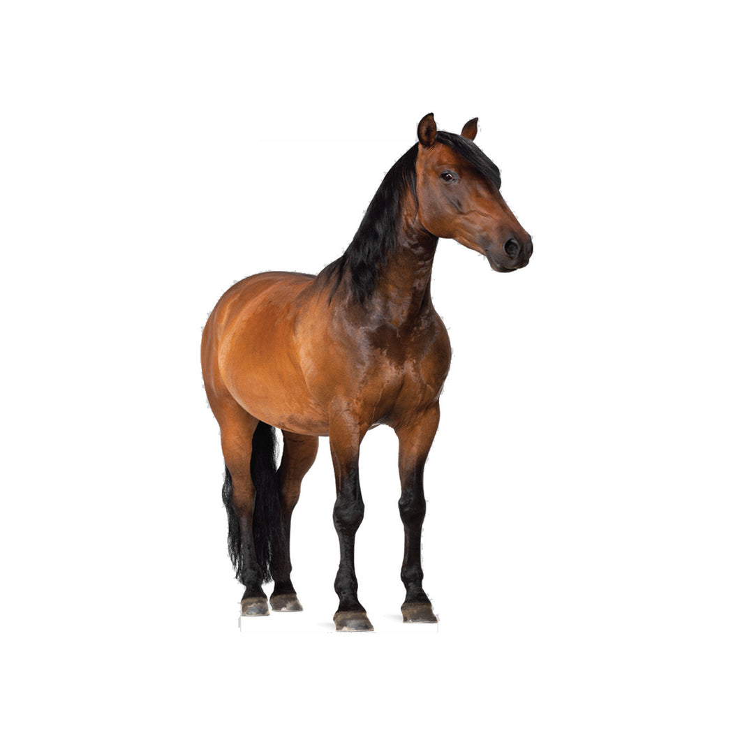 Brown Horse Animal Cardboard Standup